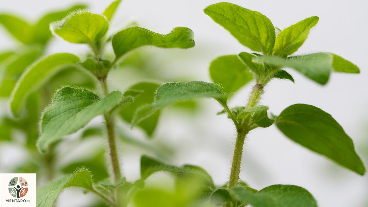 oregano