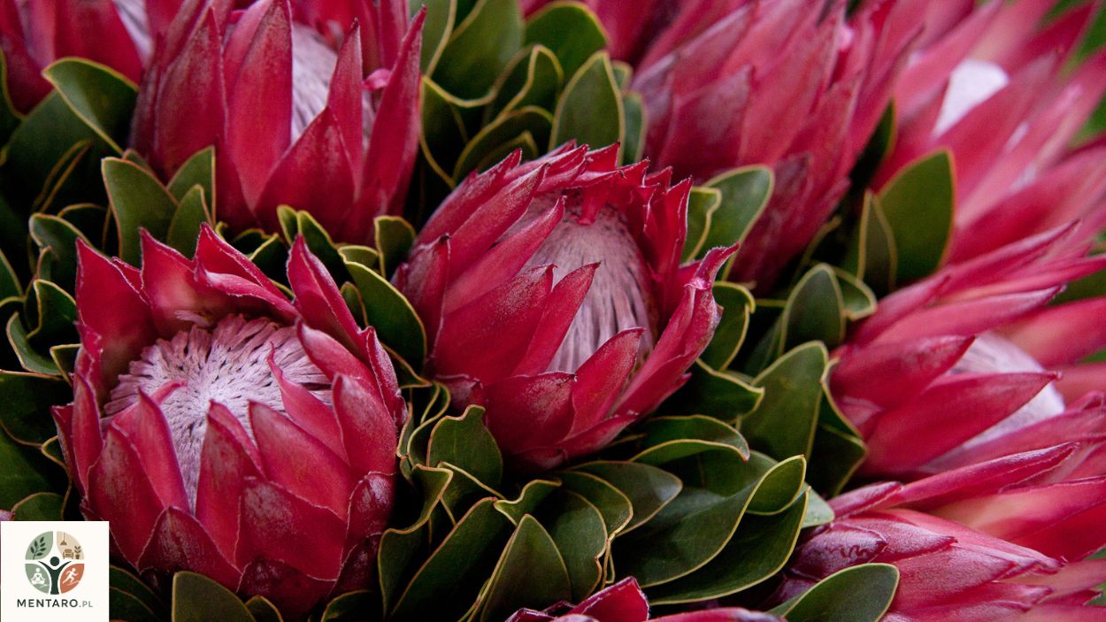 protea